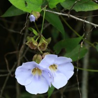 Thunbergia grandiflora (Roxb. ex Rottler) Roxb.